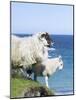 Scottish Blackface on the Isle of Harris, Scotland-Martin Zwick-Mounted Photographic Print