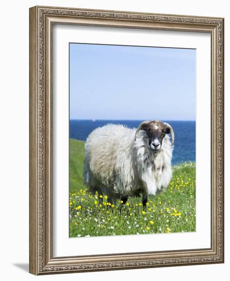 Scottish Blackface Sheep on the Isle of Harris, Scotland-Martin Zwick-Framed Photographic Print