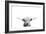 Scottish Cow-Leah Straatsma-Framed Art Print
