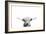 Scottish Cow-Leah Straatsma-Framed Art Print
