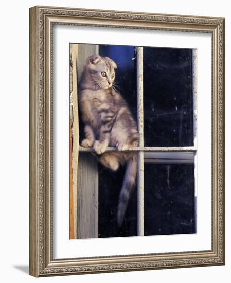 Scottish Fold Cat Balanced on Window Bar, Italy-Adriano Bacchella-Framed Photographic Print