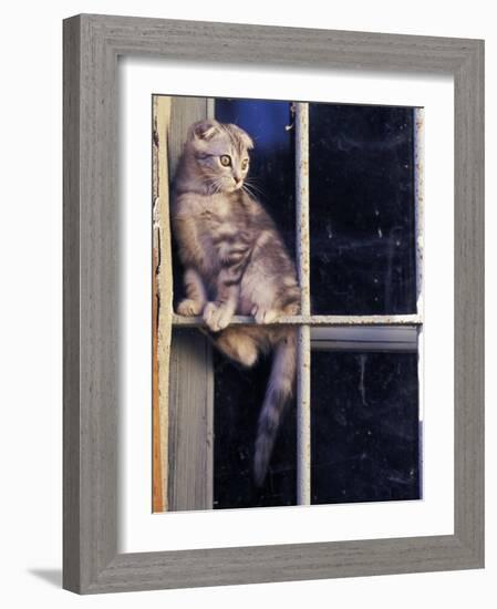 Scottish Fold Cat Balanced on Window Bar, Italy-Adriano Bacchella-Framed Photographic Print