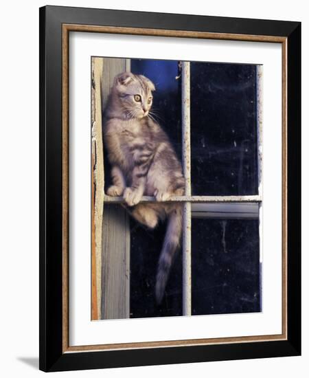 Scottish Fold Cat Balanced on Window Bar, Italy-Adriano Bacchella-Framed Photographic Print