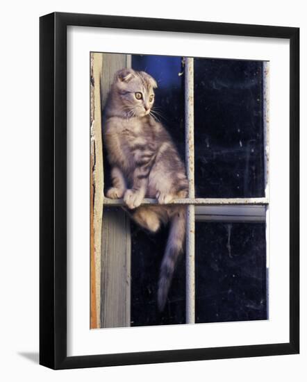 Scottish Fold Cat Balanced on Window Bar, Italy-Adriano Bacchella-Framed Photographic Print