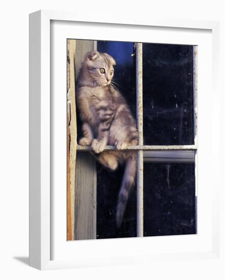 Scottish Fold Cat Balanced on Window Bar, Italy-Adriano Bacchella-Framed Photographic Print