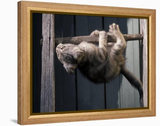 Scottish Fold Cat Hanging Upside-Down from Ladder Rung, Italy-Adriano Bacchella-Framed Premier Image Canvas