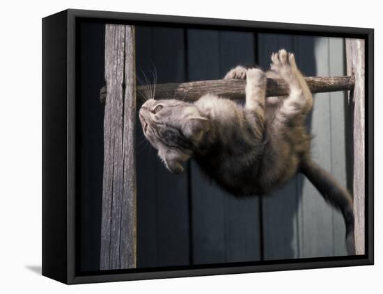 Scottish Fold Cat Hanging Upside-Down from Ladder Rung, Italy-Adriano Bacchella-Framed Premier Image Canvas