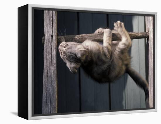 Scottish Fold Cat Hanging Upside-Down from Ladder Rung, Italy-Adriano Bacchella-Framed Premier Image Canvas