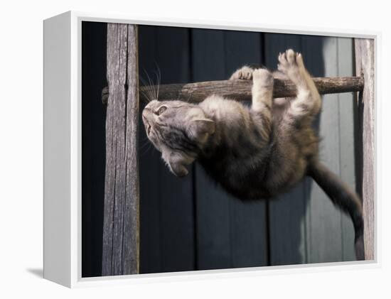 Scottish Fold Cat Hanging Upside-Down from Ladder Rung, Italy-Adriano Bacchella-Framed Premier Image Canvas