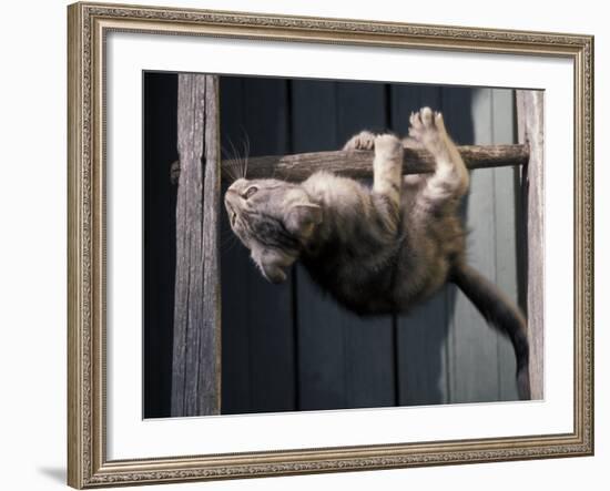 Scottish Fold Cat Hanging Upside-Down from Ladder Rung, Italy-Adriano Bacchella-Framed Photographic Print