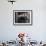 Scottish Fold Cat Hanging Upside-Down from Ladder Rung, Italy-Adriano Bacchella-Framed Photographic Print displayed on a wall