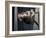 Scottish Fold Cat Hanging Upside-Down from Ladder Rung, Italy-Adriano Bacchella-Framed Photographic Print