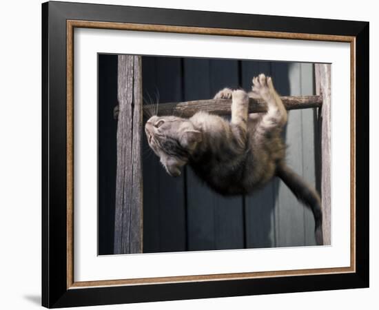 Scottish Fold Cat Hanging Upside-Down from Ladder Rung, Italy-Adriano Bacchella-Framed Photographic Print