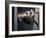 Scottish Fold Cat Hanging Upside-Down from Ladder Rung, Italy-Adriano Bacchella-Framed Photographic Print