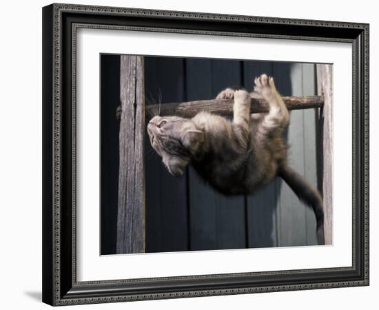 Scottish Fold Cat Hanging Upside-Down from Ladder Rung, Italy-Adriano Bacchella-Framed Photographic Print