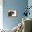 Scottish Fold Cat-Fabio Petroni-Framed Premier Image Canvas displayed on a wall
