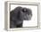 Scottish Fold Cat-Fabio Petroni-Framed Premier Image Canvas