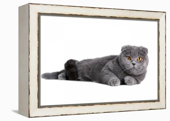 Scottish Fold Cat-Fabio Petroni-Framed Premier Image Canvas