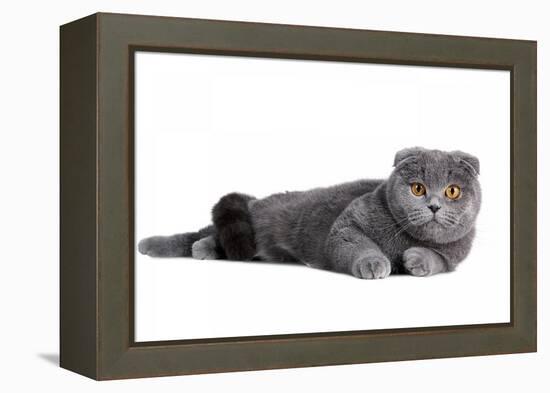 Scottish Fold Cat-Fabio Petroni-Framed Premier Image Canvas