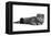 Scottish Fold Cat-Fabio Petroni-Framed Premier Image Canvas