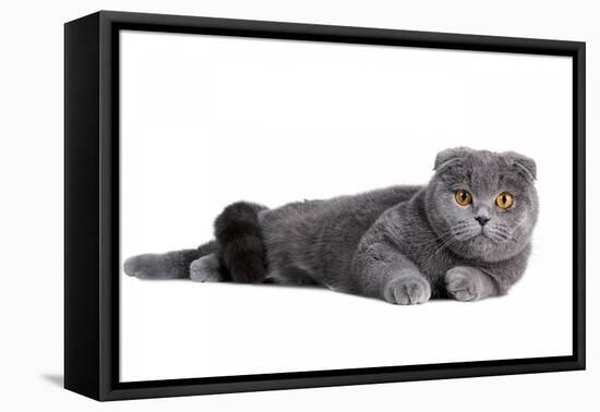 Scottish Fold Cat-Fabio Petroni-Framed Premier Image Canvas