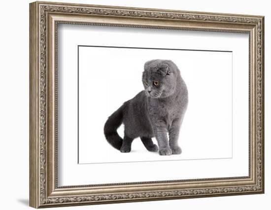 Scottish Fold Cat-Fabio Petroni-Framed Photographic Print