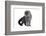 Scottish Fold Cat-Fabio Petroni-Framed Photographic Print