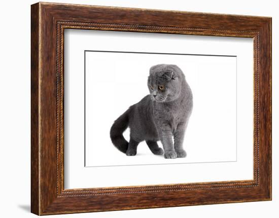 Scottish Fold Cat-Fabio Petroni-Framed Photographic Print