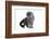 Scottish Fold Cat-Fabio Petroni-Framed Photographic Print