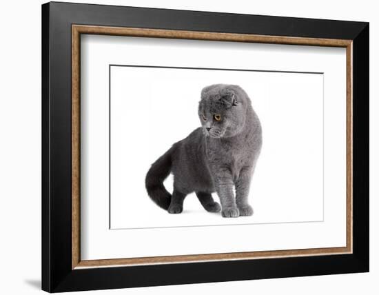 Scottish Fold Cat-Fabio Petroni-Framed Photographic Print