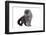 Scottish Fold Cat-Fabio Petroni-Framed Photographic Print