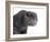 Scottish Fold Cat-Fabio Petroni-Framed Photographic Print