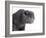 Scottish Fold Cat-Fabio Petroni-Framed Photographic Print