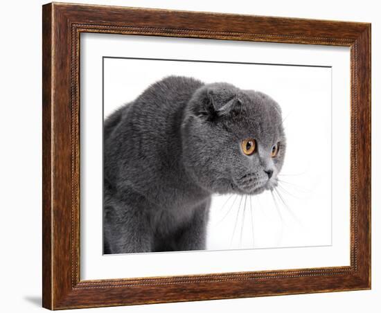 Scottish Fold Cat-Fabio Petroni-Framed Photographic Print