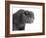 Scottish Fold Cat-Fabio Petroni-Framed Photographic Print