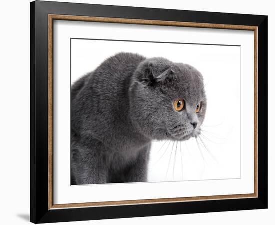 Scottish Fold Cat-Fabio Petroni-Framed Photographic Print