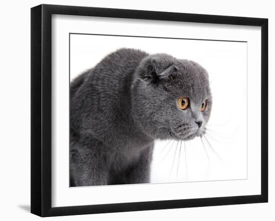 Scottish Fold Cat-Fabio Petroni-Framed Photographic Print