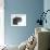 Scottish Fold Cat-Fabio Petroni-Framed Photographic Print displayed on a wall
