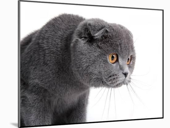 Scottish Fold Cat-Fabio Petroni-Mounted Photographic Print