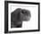 Scottish Fold Cat-Fabio Petroni-Framed Photographic Print