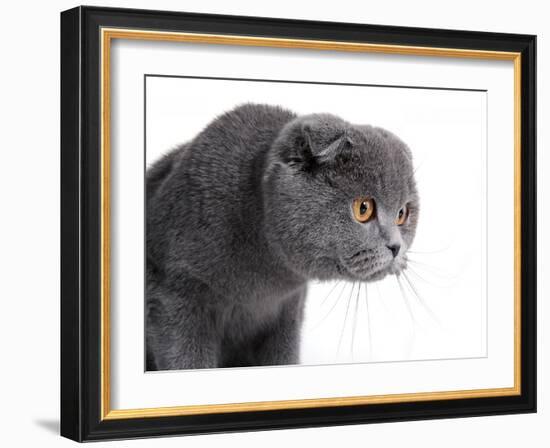 Scottish Fold Cat-Fabio Petroni-Framed Photographic Print