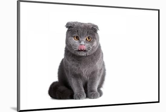 Scottish Fold Cat-Fabio Petroni-Mounted Photographic Print