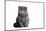 Scottish Fold Cat-Fabio Petroni-Mounted Photographic Print