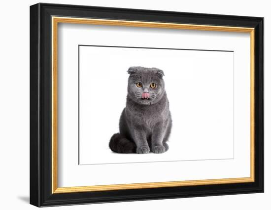 Scottish Fold Cat-Fabio Petroni-Framed Photographic Print