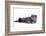 Scottish Fold Cat-Fabio Petroni-Framed Photographic Print