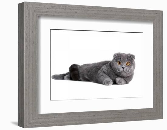 Scottish Fold Cat-Fabio Petroni-Framed Photographic Print