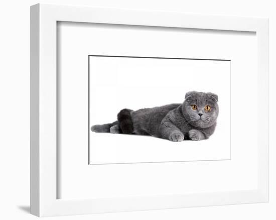 Scottish Fold Cat-Fabio Petroni-Framed Photographic Print