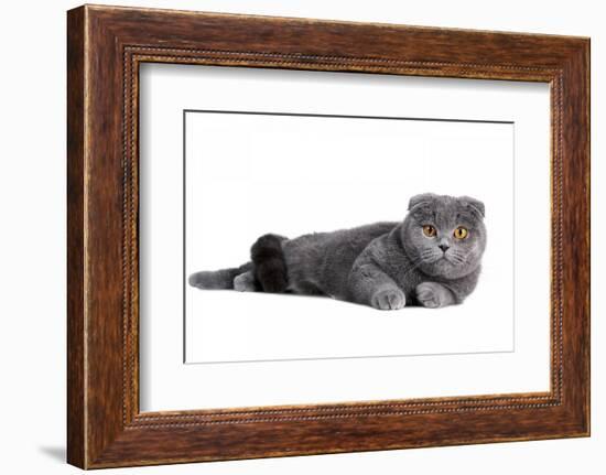 Scottish Fold Cat-Fabio Petroni-Framed Photographic Print