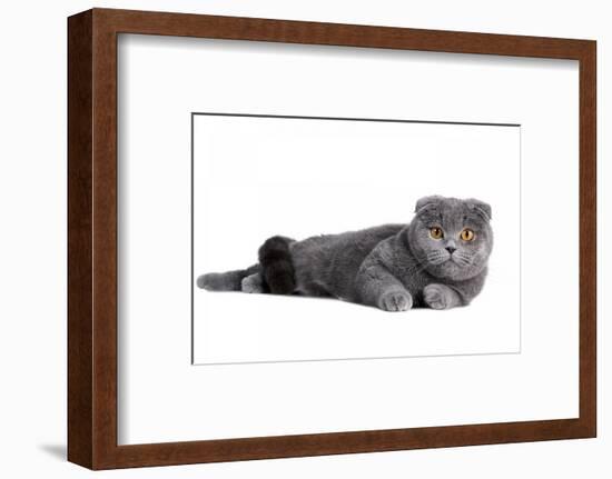 Scottish Fold Cat-Fabio Petroni-Framed Photographic Print