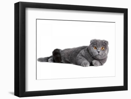 Scottish Fold Cat-Fabio Petroni-Framed Photographic Print